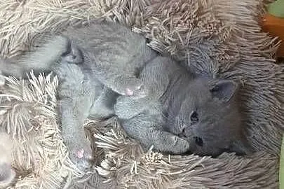 Rezerwacja Kocurek brytyjski liliowy
