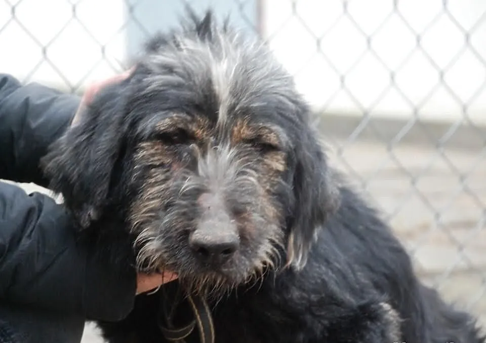 Irek - piękny, duży mix sznaucer lub terrier, adop