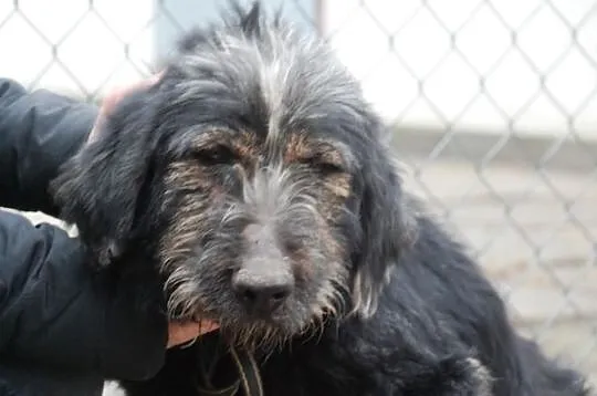 Irek - piękny, duży mix sznaucer lub terrier, adopcja