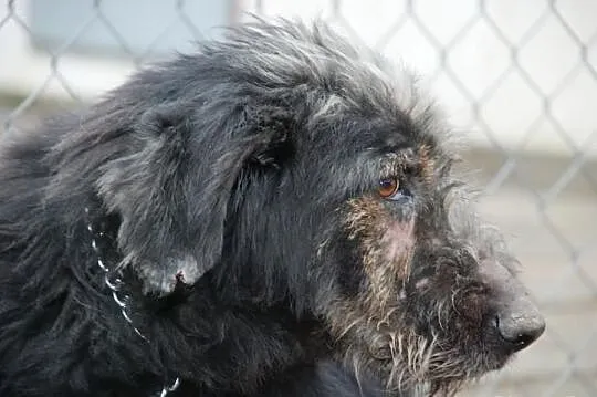 Irek - piękny, duży mix sznaucer lub terrier, adop