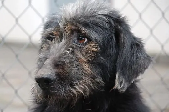 Irek - piękny, duży mix sznaucer lub terrier, adop