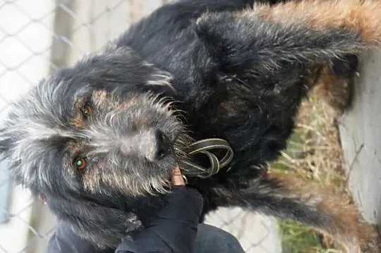 Irek - piękny, duży mix sznaucer lub terrier, adop