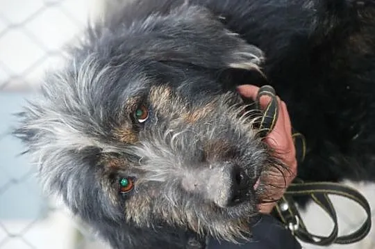 Irek - piękny, duży mix sznaucer lub terrier, adop