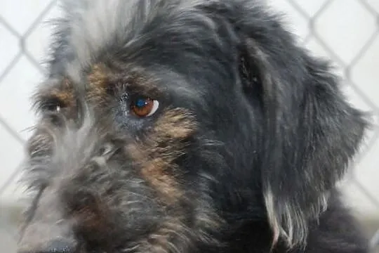 Irek - piękny, duży mix sznaucer lub terrier, adop