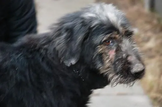 Irek - piękny, duży mix sznaucer lub terrier, adop