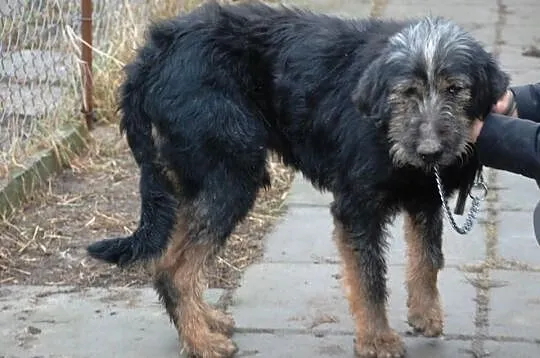 Irek - piękny, duży mix sznaucer lub terrier, adop