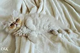 Pers persy kocięta perskie biało biszkoptowe z rod, Olkusz