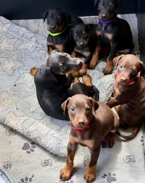 Śliczne szczenięta rasy doberman do adopcji e-mail: {{kellyclemence585@gmail.com}}, , Krakowskie