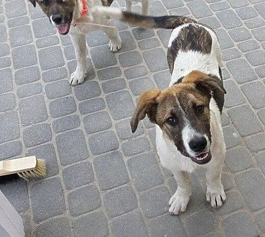 Chłopaki do pilnej adopcji - szczeniaki, mazowiec