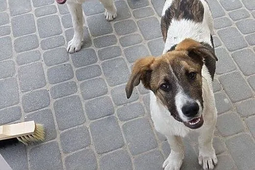 Chłopaki do pilnej adopcji - szczeniaki,  mazowiec