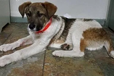 Chłopaki do pilnej adopcji - szczeniaki,  mazowiec