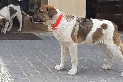 Chłopaki do pilnej adopcji - szczeniaki,  mazowiec