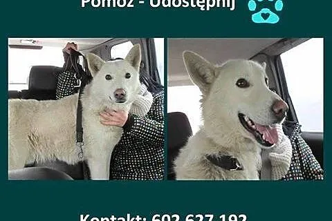 Biały, piękny piesek Śnieżek do adopcji,  Kundelki