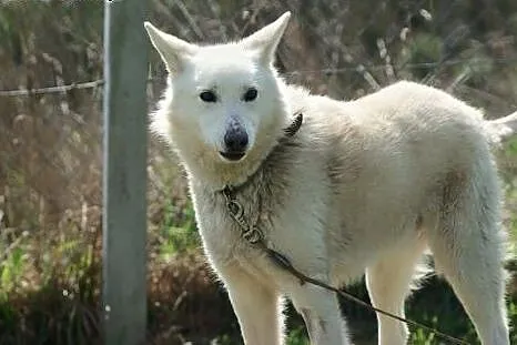 Biały, piękny piesek Śnieżek do adopcji,  Kundelki