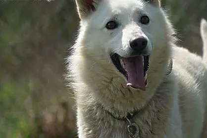 Biały, piękny piesek Śnieżek do adopcji,  Kundelki