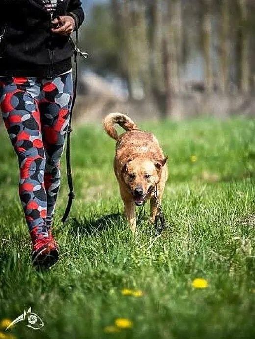 Komu ...komu Mario szuka swojego kochającego domu,