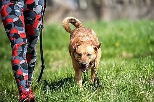 Komu ...komu Mario szuka swojego kochającego domu,