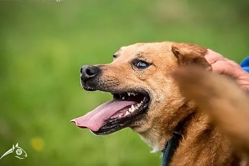 Komu ...komu Mario szuka swojego kochającego domu,
