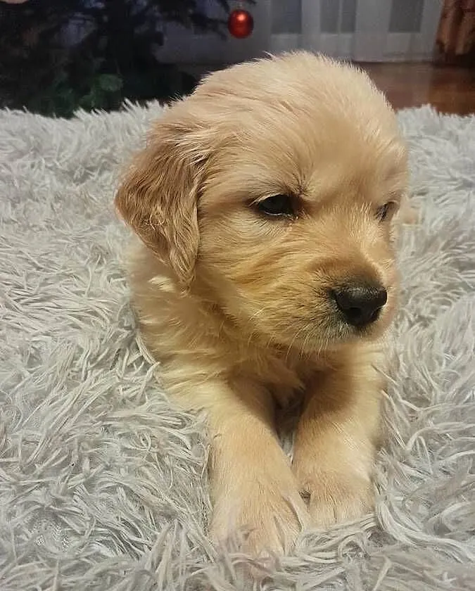 Golden retriever szczeniak suczka, Podkarpackie, Rzeszów