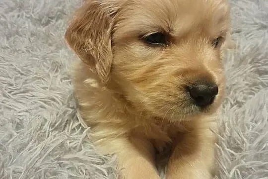 Golden retriever szczeniak suczka, Podkarpackie, Rzeszów
