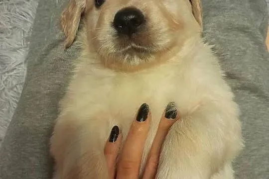 Golden retriever szczeniak suczka, Podkarpackie, Rzeszów