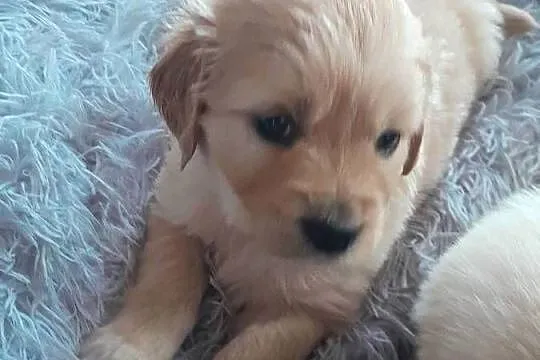 Golden retriever szczeniak suczka, Podkarpackie, Rzeszów