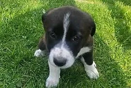 Szczeniaki border collie