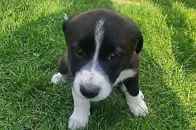Szczeniaki border collie