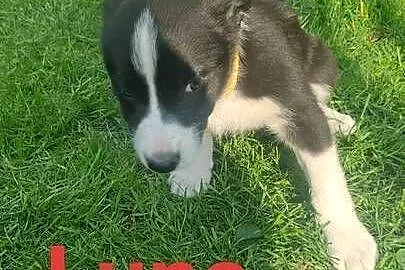 Szczeniaki border collie, Łódzkie, Studzianna