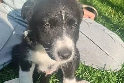 Szczeniaki border collie, Łódzkie, Studzianna