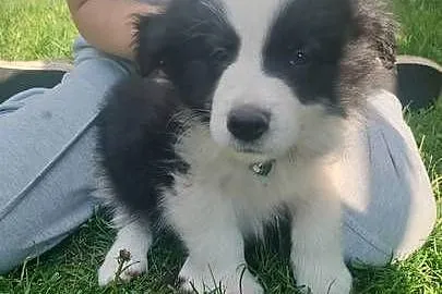 Szczeniaki border collie, Łódzkie, Studzianna