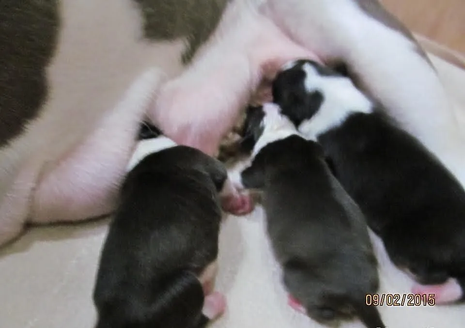 American Staffordshire Terrier Szczeniaki