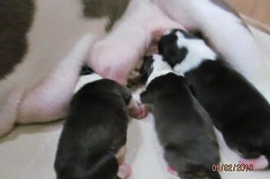 American Staffordshire Terrier Szczeniaki