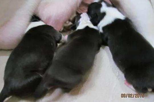 American Staffordshire Terrier Szczeniaki