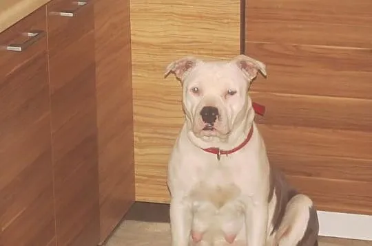 American Staffordshire Terrier Szczeniaki