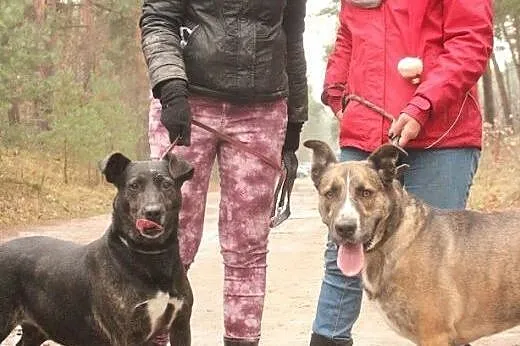 Florek - energiczny, piękny pies szuka aktywnego o