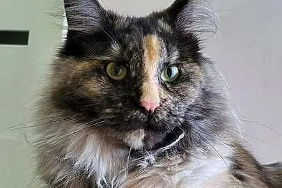 Kotka Hailey Maine Coon