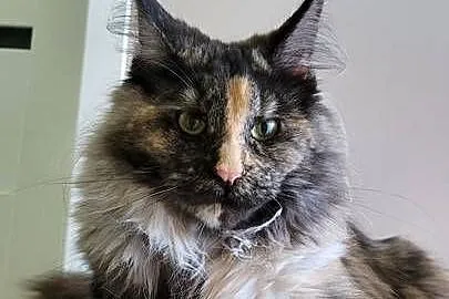 Kotka Hailey Maine Coon, Kujawsko-pomorskie, Szembruk