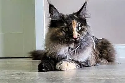 Kotka Hailey Maine Coon, Kujawsko-pomorskie, Szembruk