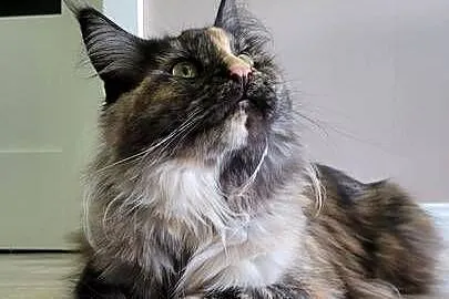 Kotka Hailey Maine Coon, Kujawsko-pomorskie, Szembruk