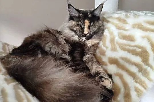 Kotka Hailey Maine Coon, Kujawsko-pomorskie, Szembruk