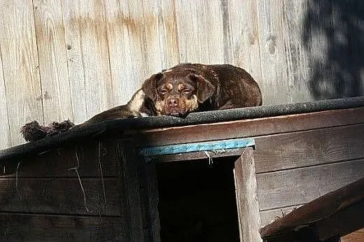 Dietetyczna czekoladka - młoda i wesoła Bambi ADOP
