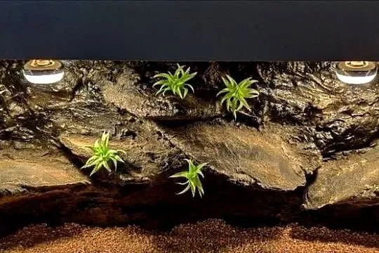 Terrarium hodowlane dla gekona lamparciego żółwia greckiego