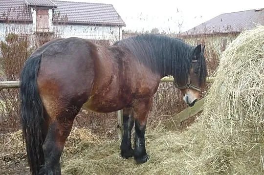 Klacz zimnokrwista 2 lata