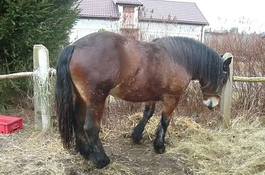 Klacz zimnokrwista 2 lata