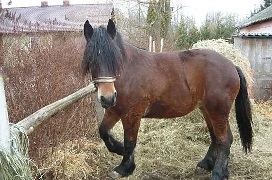 Klacz zimnokrwista 2 lata