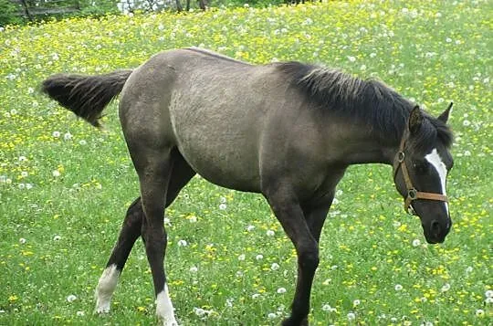 American Paint Horse klacz