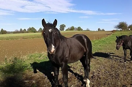 Sprzedam konie