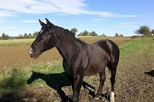 Sprzedam konie