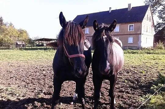 Sprzedam konie